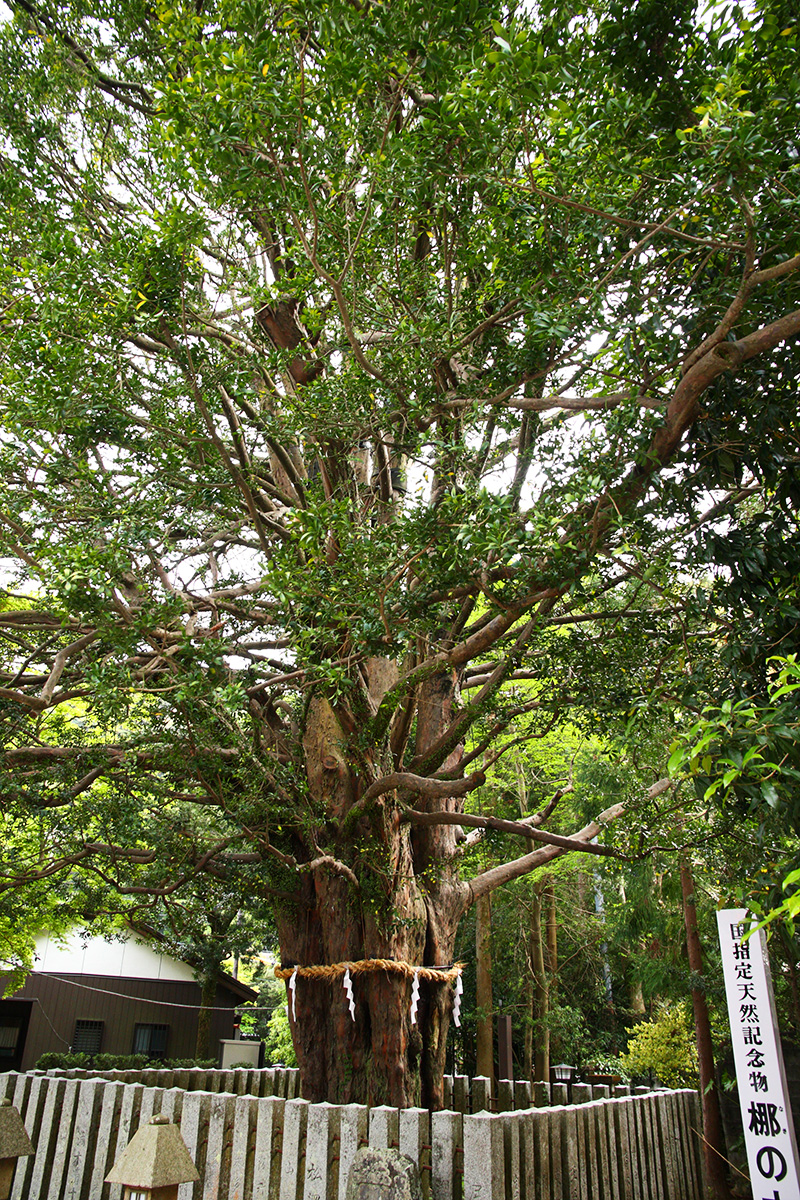 Nagi Tree of Kumano Hayatama Taisha