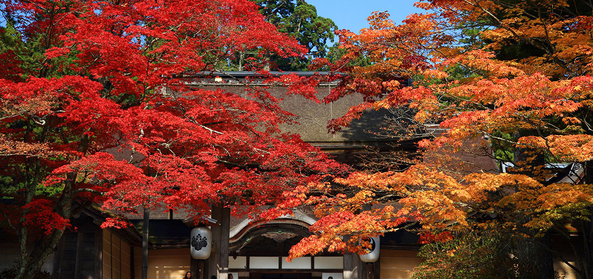 高野山 金剛峯寺紅葉